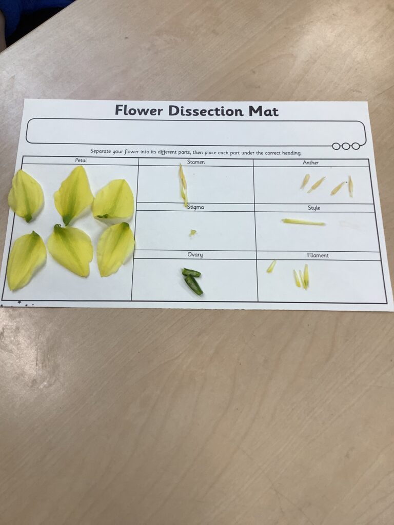 Year 3: Dissecting daffodils