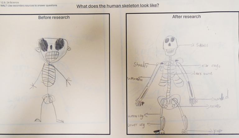 Year 3: Skeleton